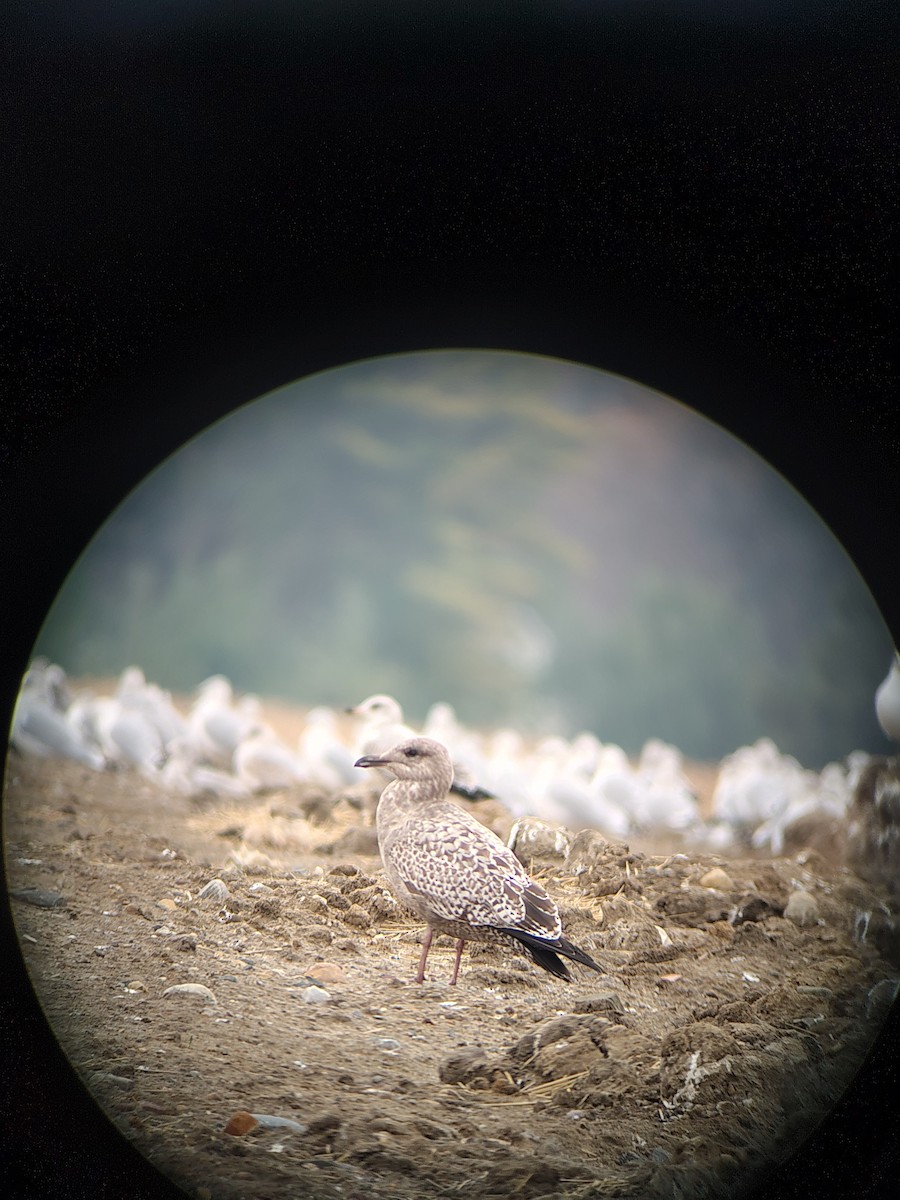 American Herring Gull - ML645780087