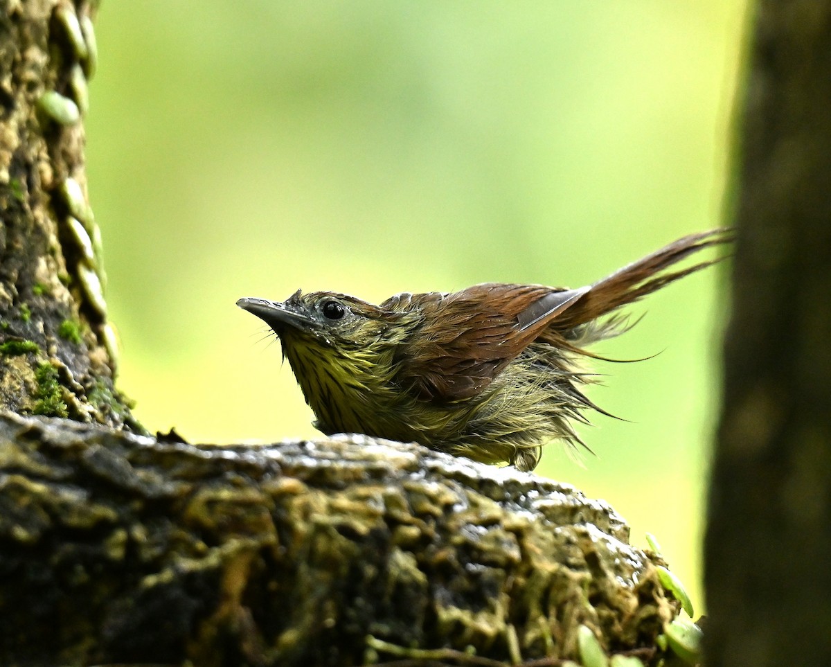 Pin-striped Tit-Babbler - ML645780088