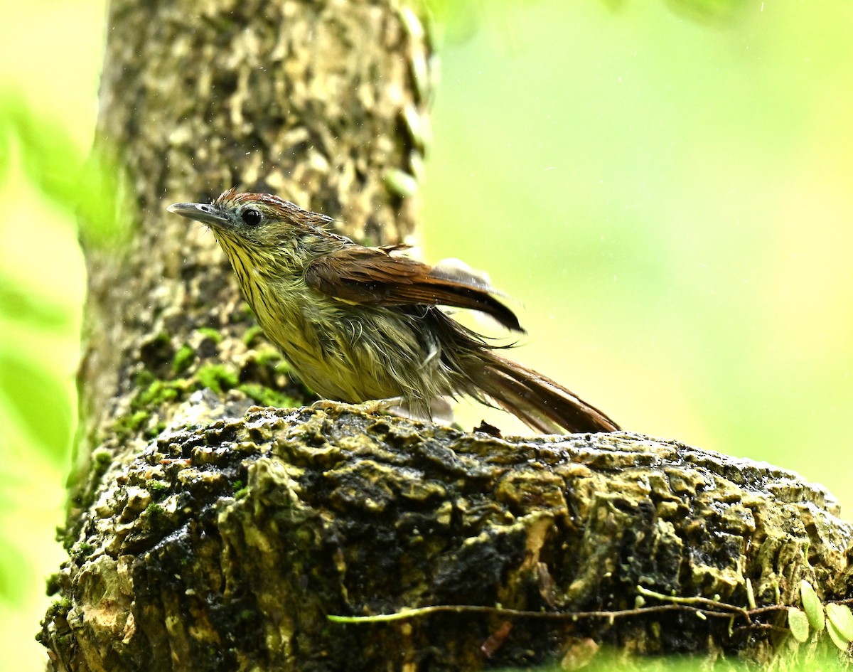 Pin-striped Tit-Babbler - ML645780089