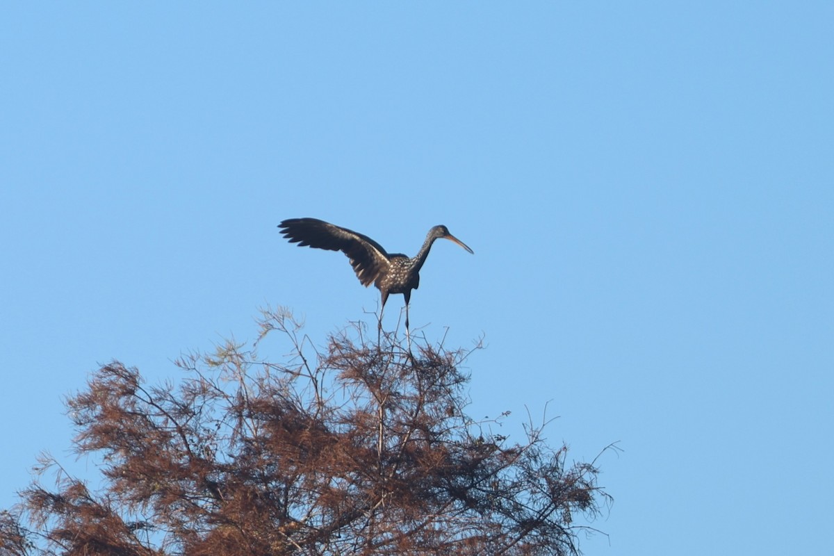 Karraoa - ML645780091