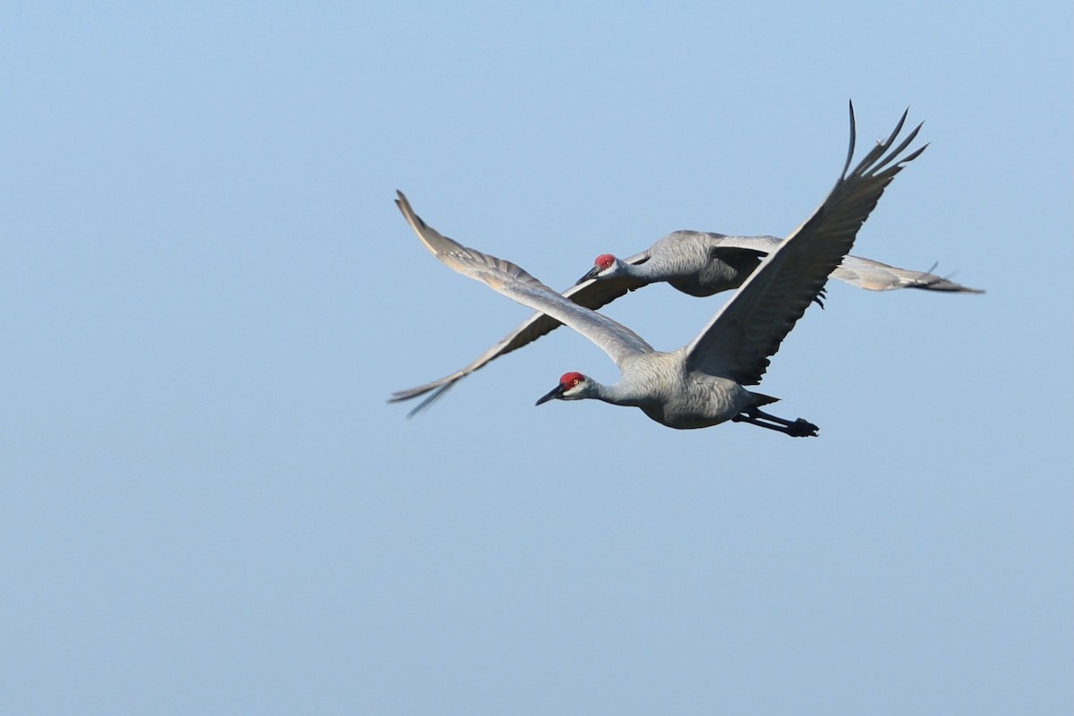 Kurrilo kanadarra - ML645780093