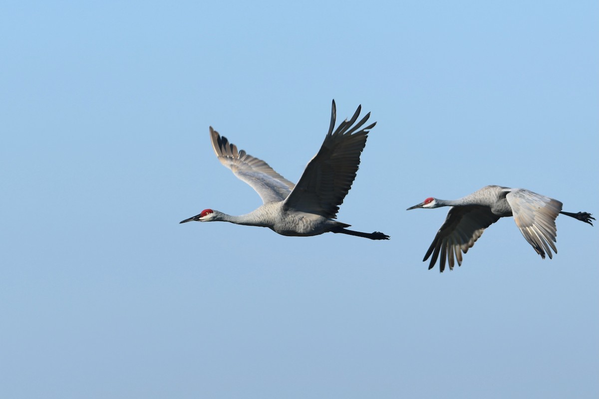 Kurrilo kanadarra - ML645780094