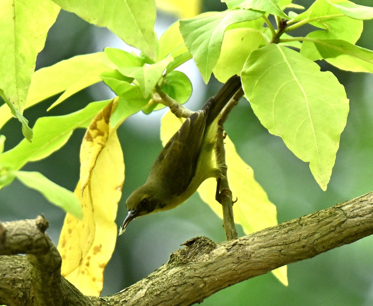 Brown-throated Sunbird - ML645780096