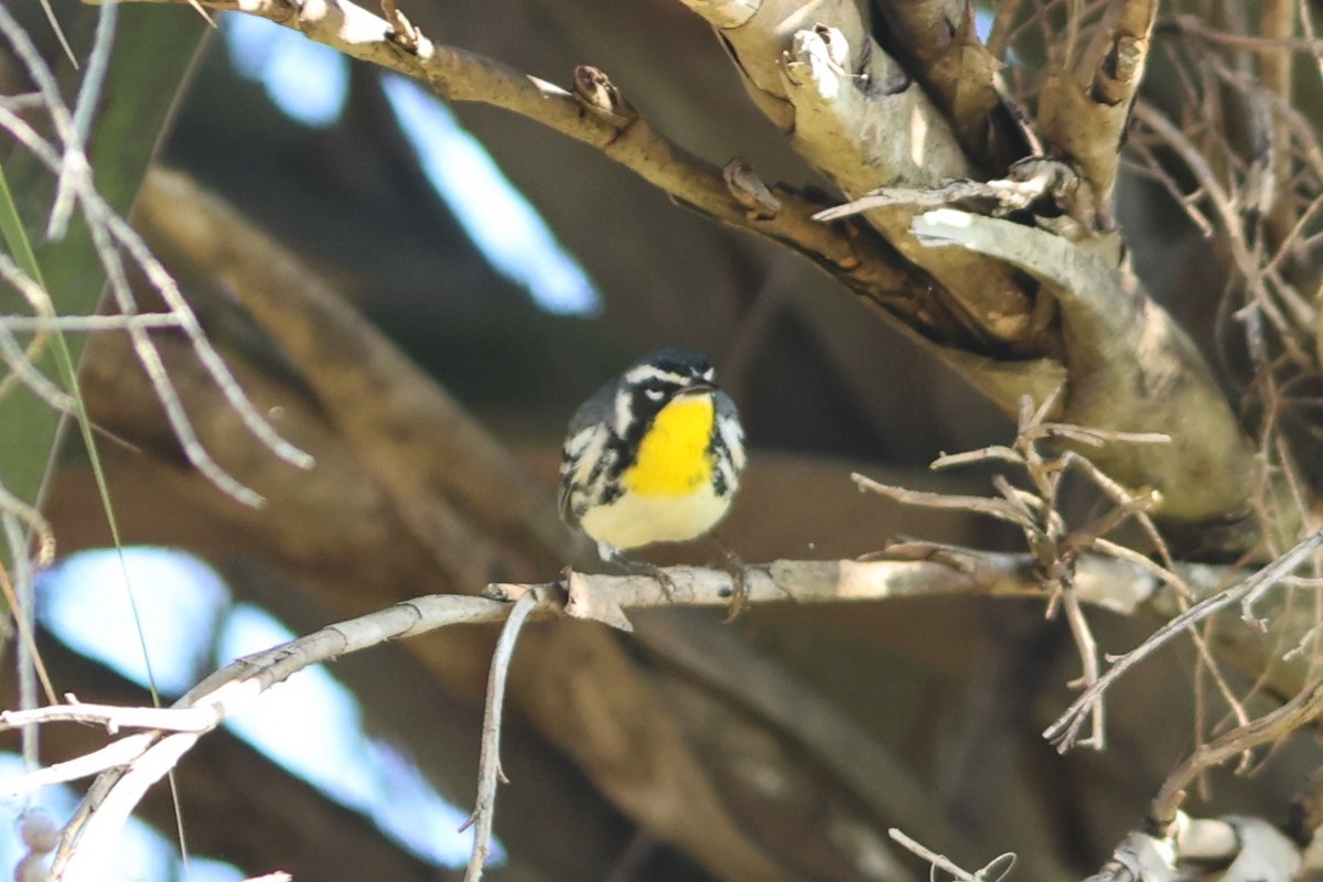 Yellow-throated Warbler - ML645780101