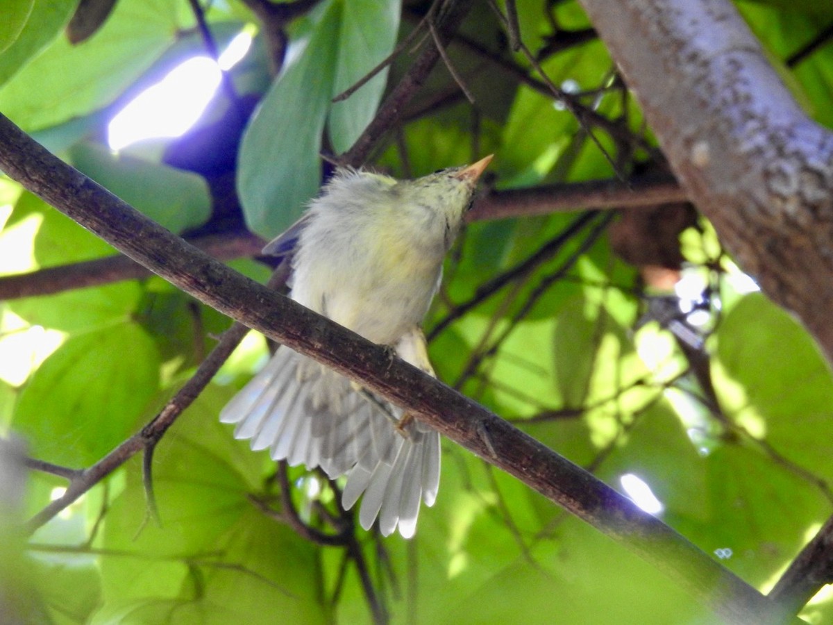 budníček dvoupruhý - ML645780104