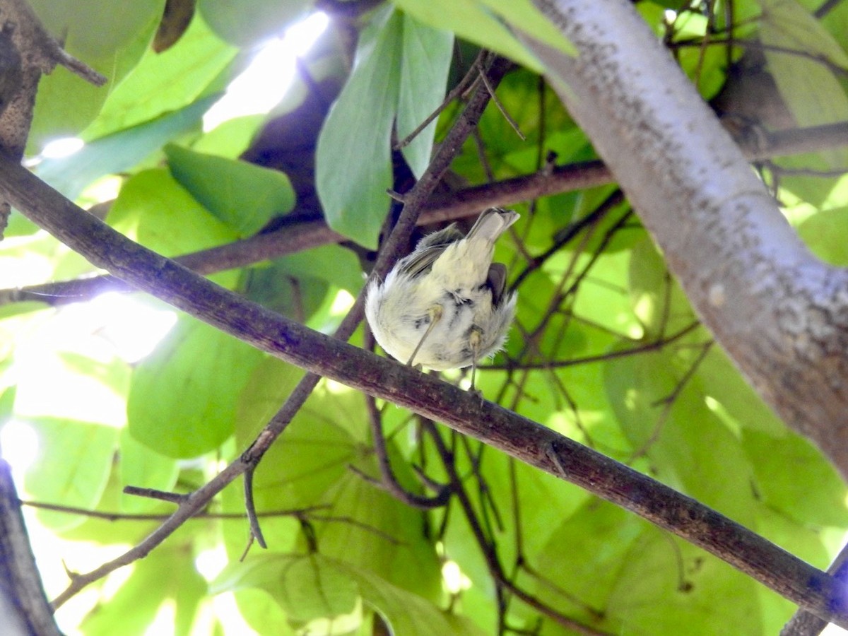 budníček dvoupruhý - ML645780105