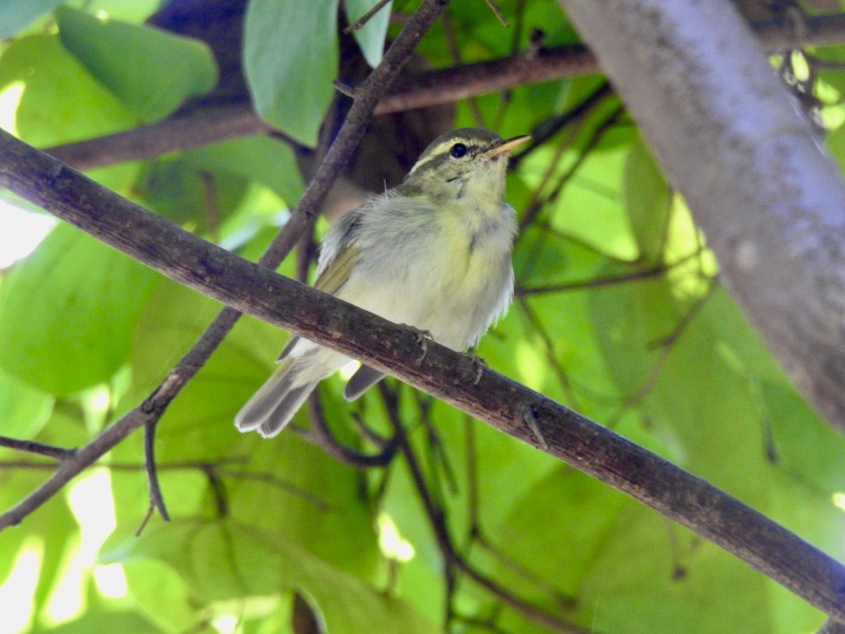 budníček dvoupruhý - ML645780106