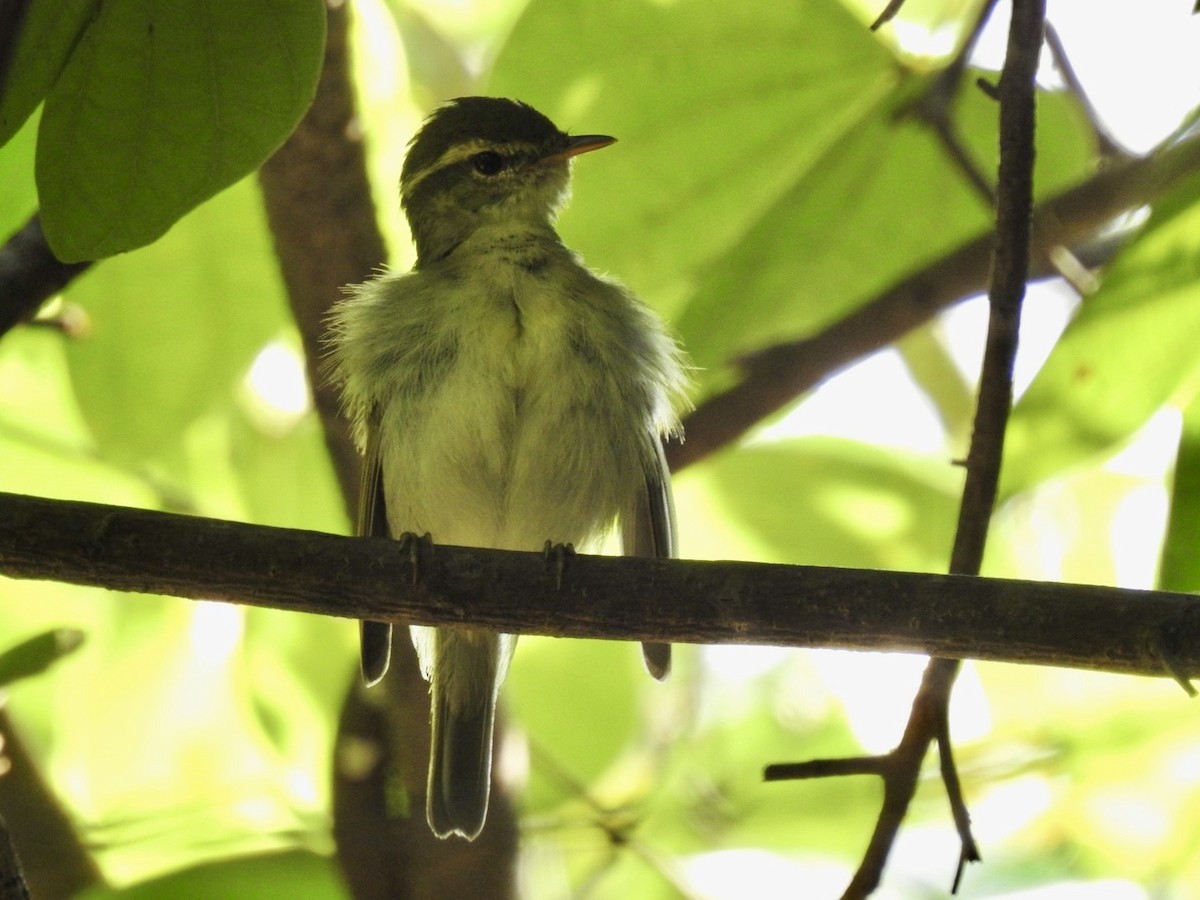 budníček dvoupruhý - ML645780107