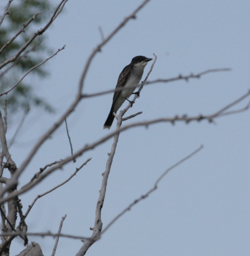 Eastern Kingbird - Nick  Lund