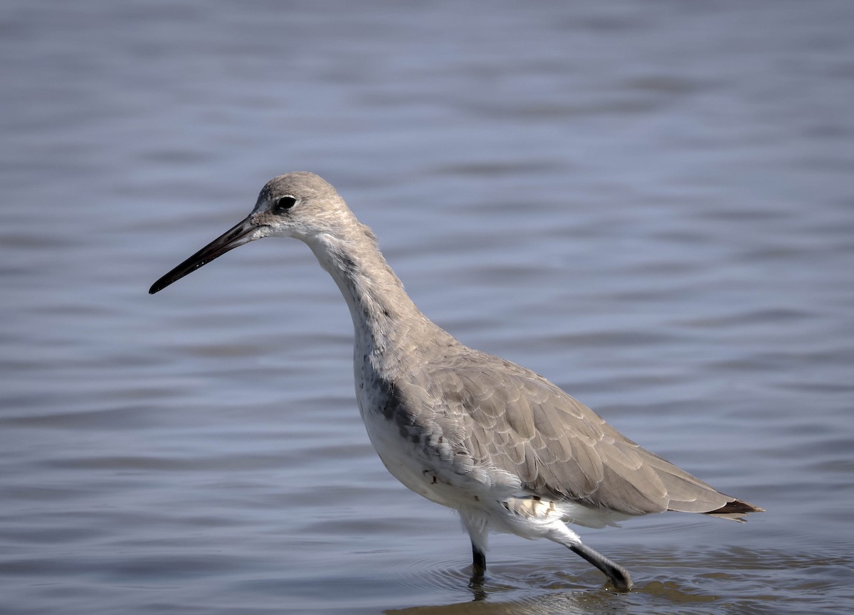 Willet - ML645780112