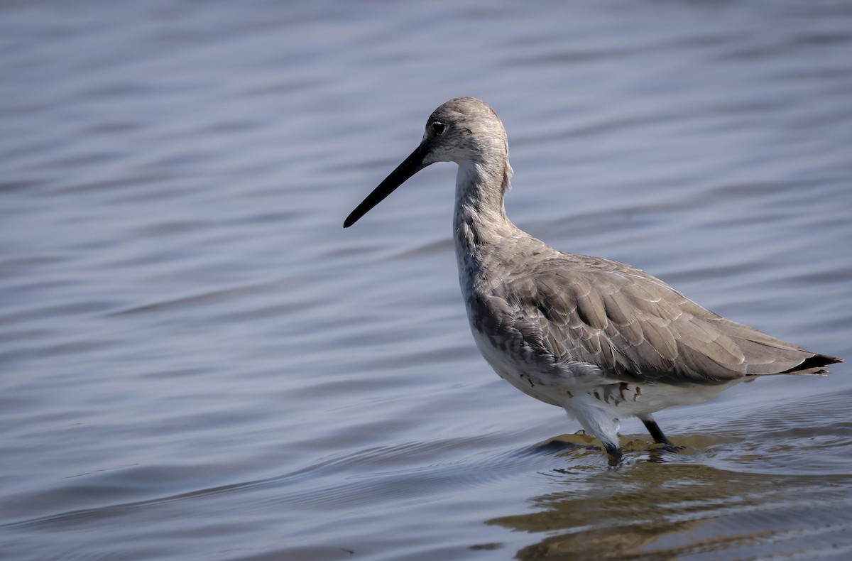 Willet - ML645780113