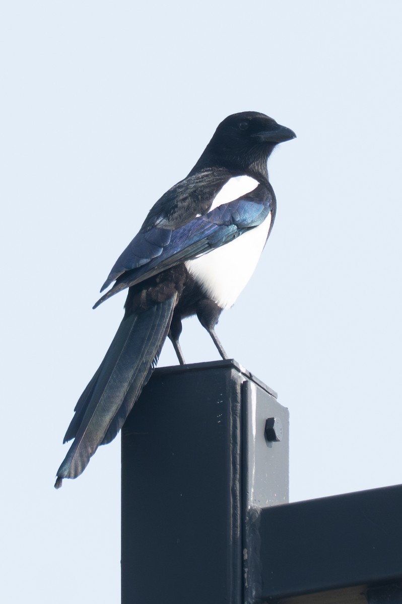 Orientelster - ML645780140