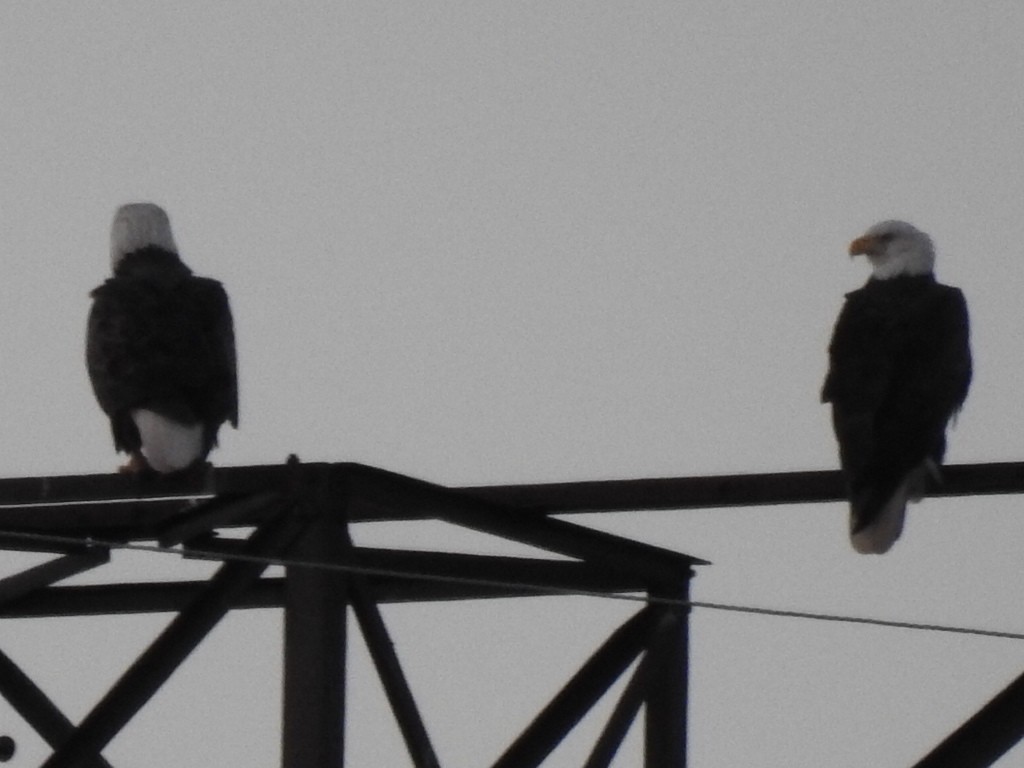 Bald Eagle - ML645780141