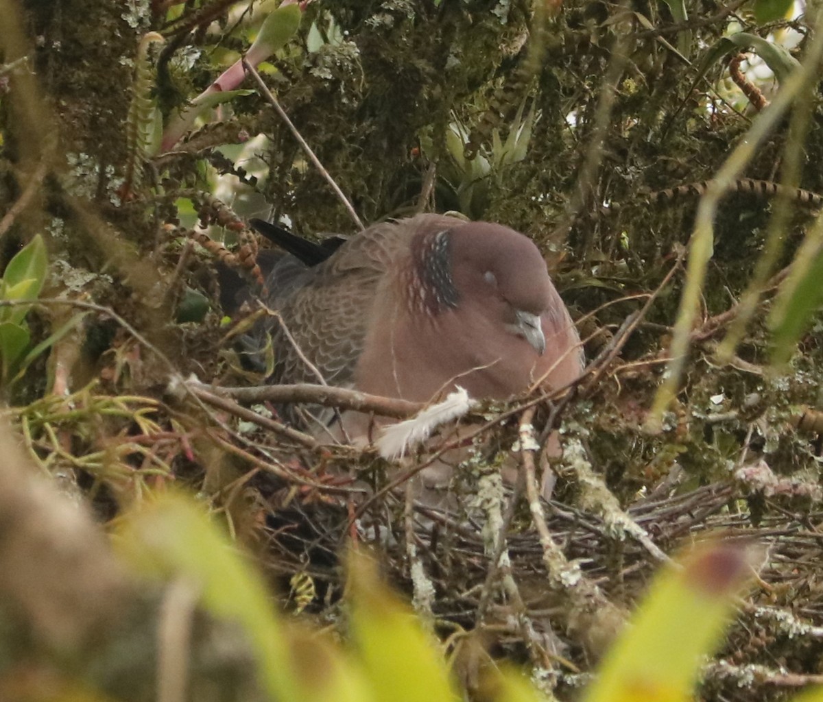 Picazuro Pigeon - ML645780159