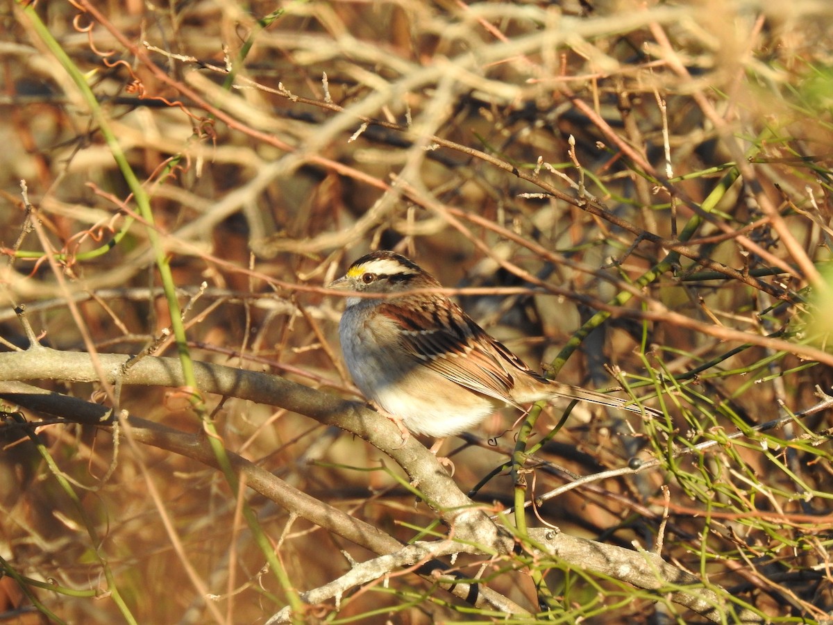White-throated Sparrow - ML645780160