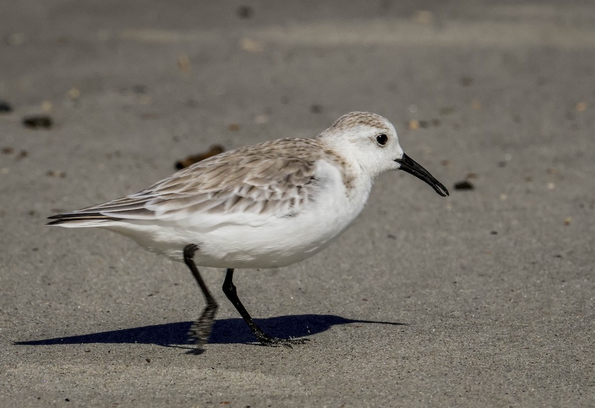 Sanderling - ML645780162