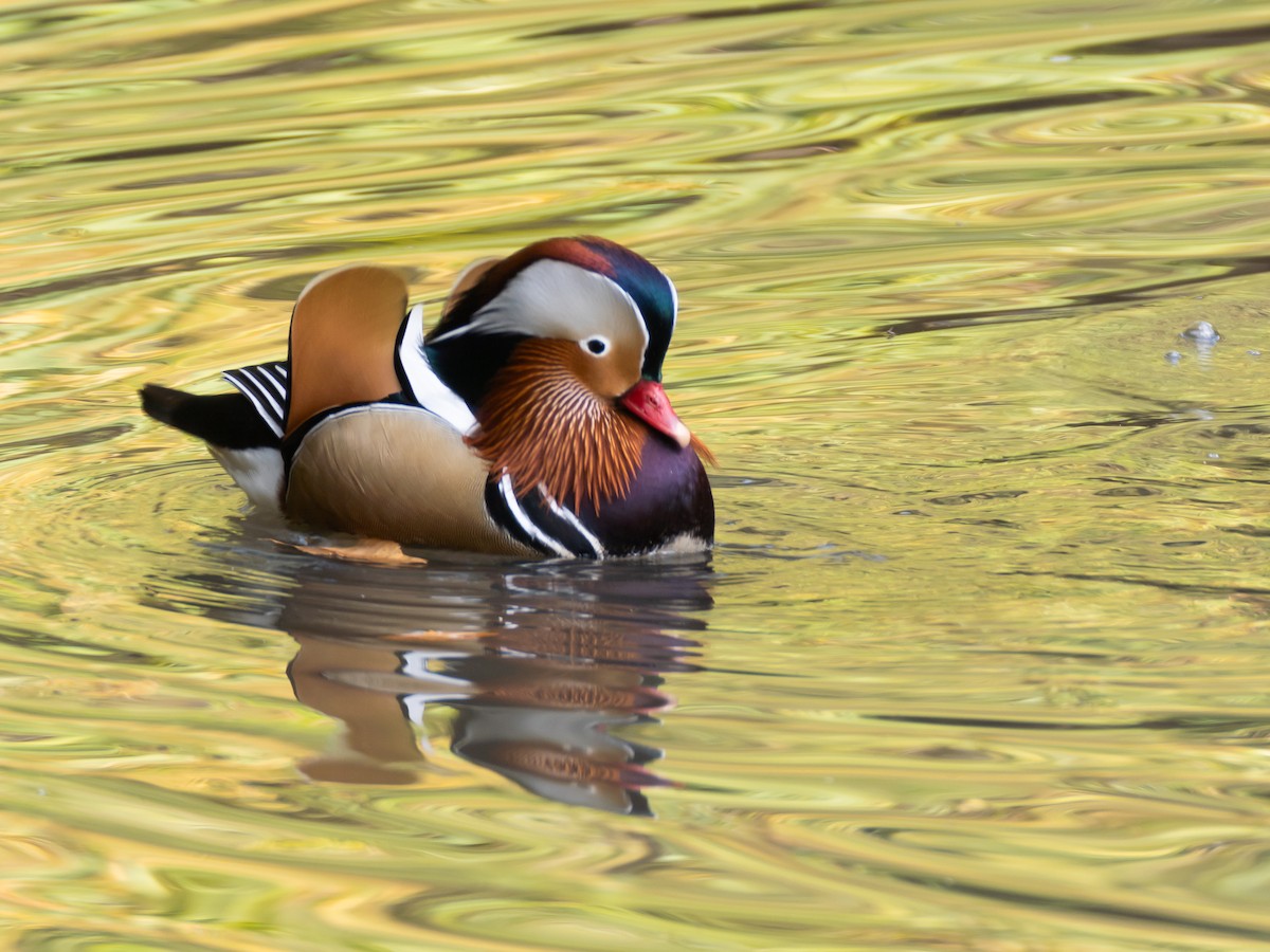 鴛鴦 - ML645780180