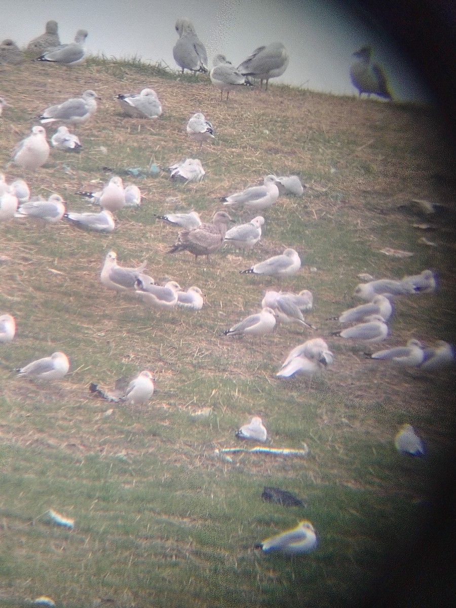 Iceland Gull (Thayer's) - ML645780183