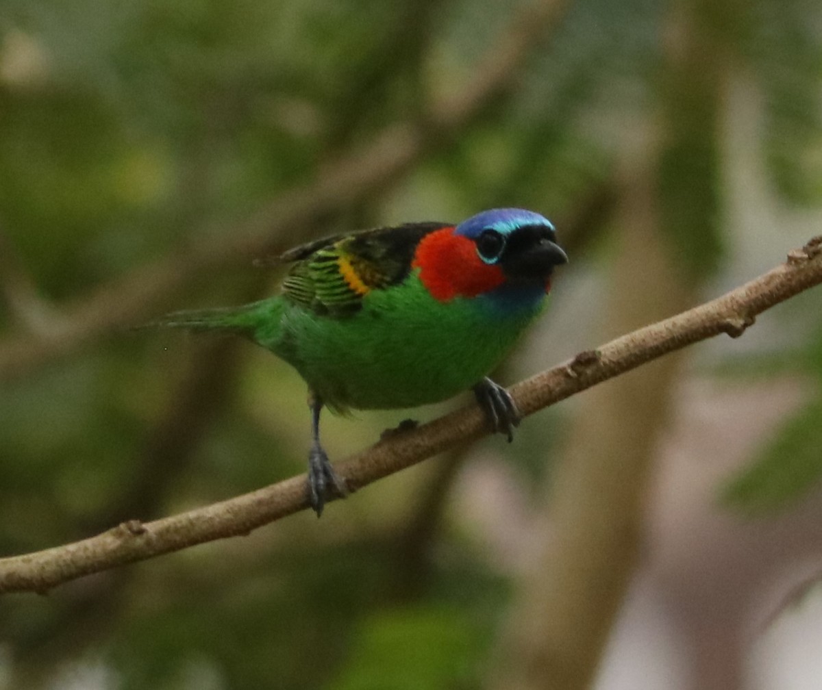 Red-necked Tanager - ML645780184