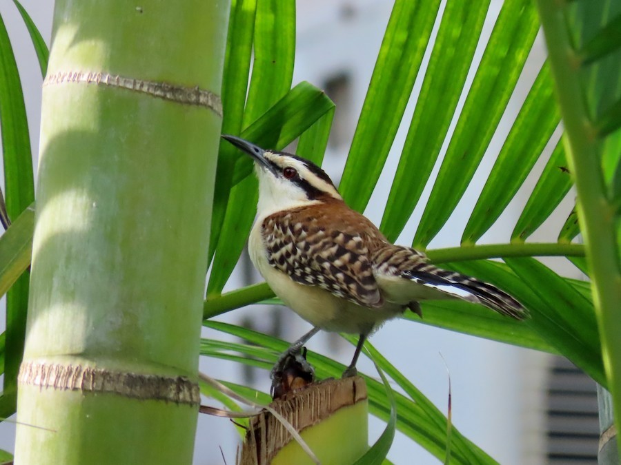 střízlík rezavohřbetý - ML645780187