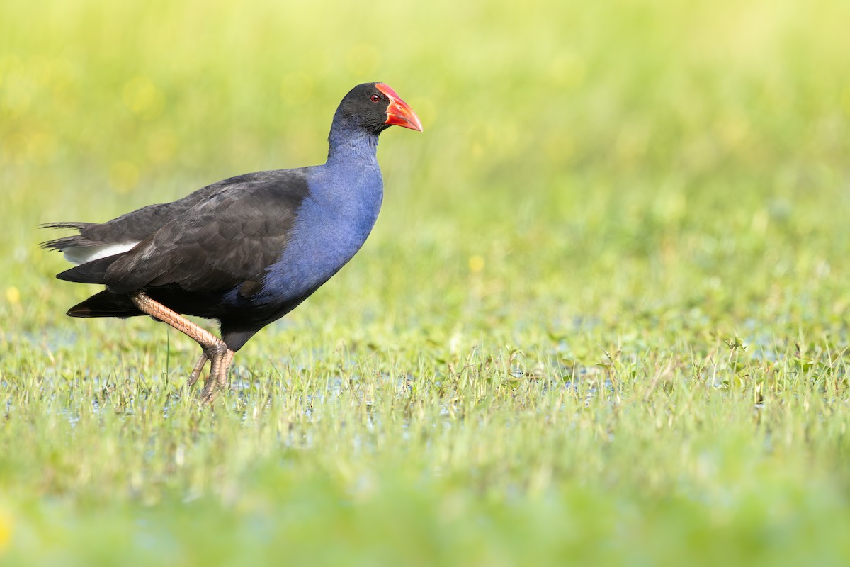 Australasian Swamphen - ML645780198