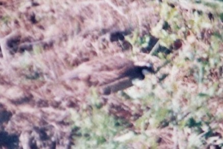 Northern Bobwhite - ML645780199