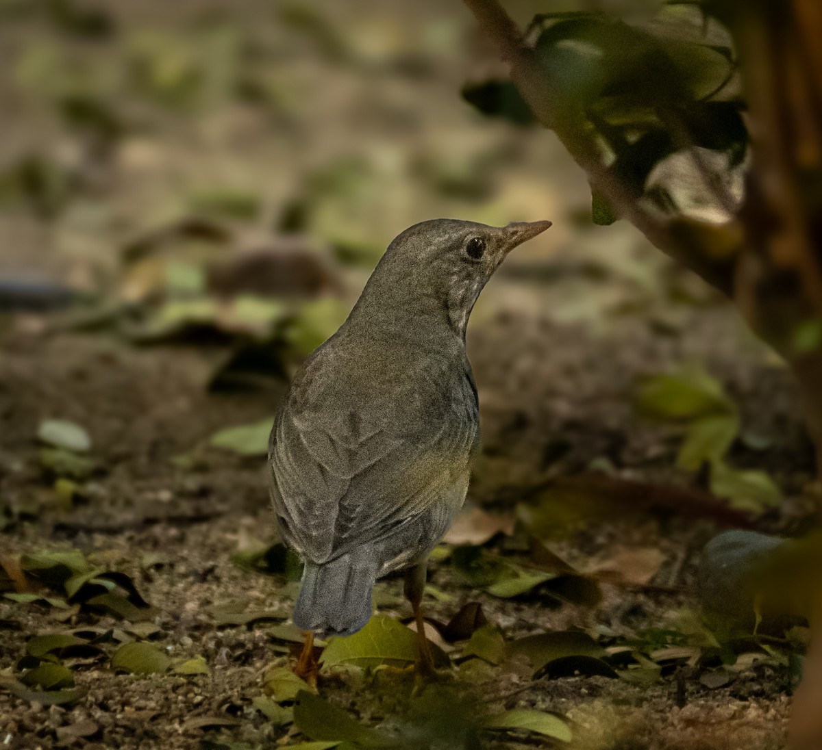 קיכלי תכלכל - ML645780200