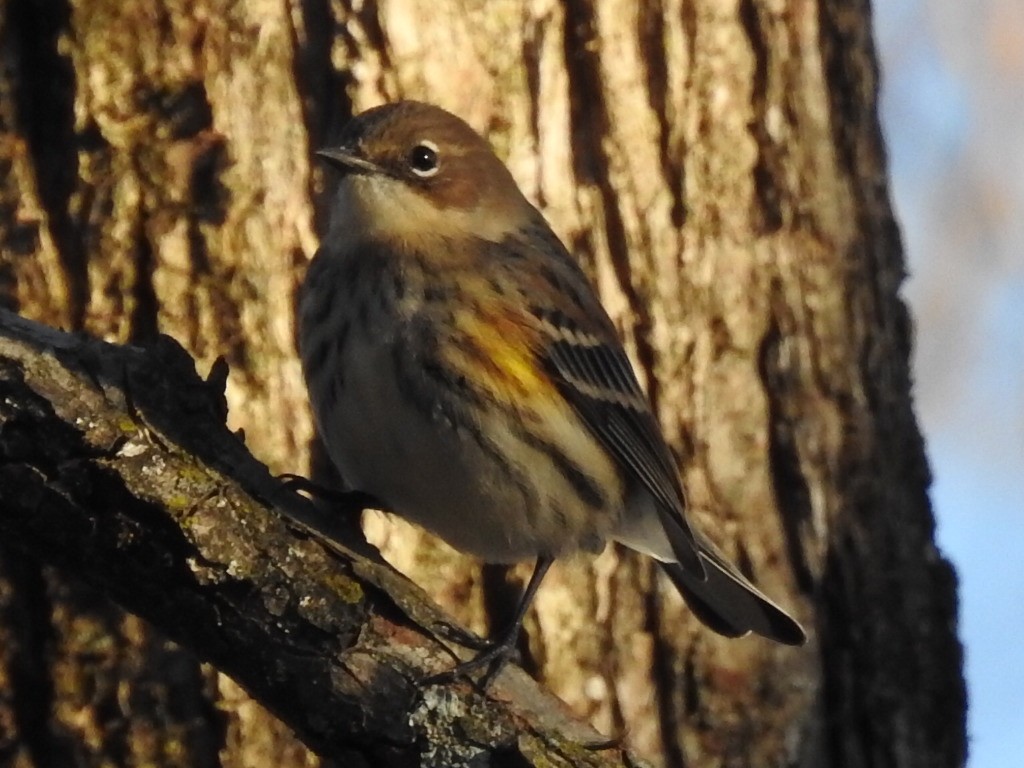 Yellow-rumped Warbler - ML645780202