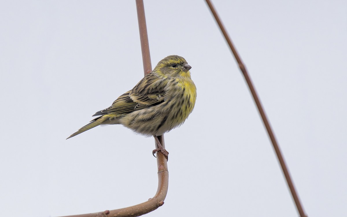 European Serin - ML645780217