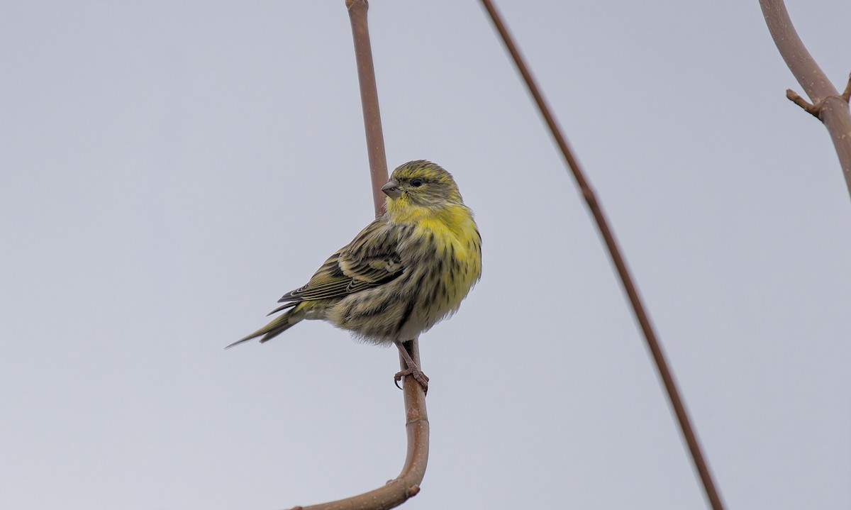 European Serin - ML645780218
