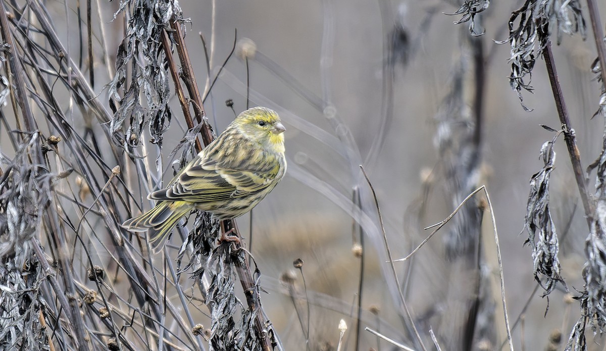 European Serin - ML645780219