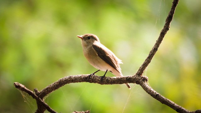 Red-breasted Flycatcher - ML645780220