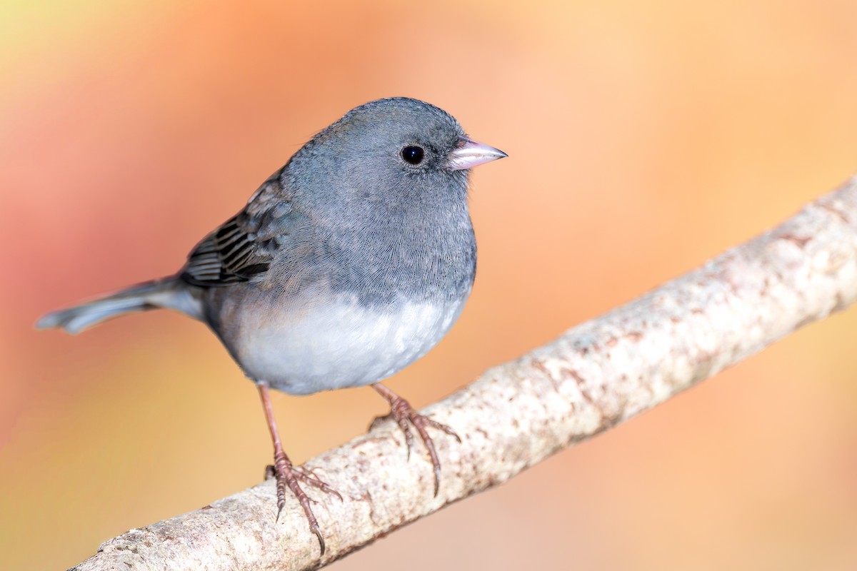 strnadec zimní (ssp. hyemalis/carolinensis) - ML645780223
