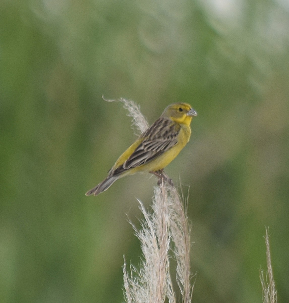 Grassland Yellow-Finch - ML645780259