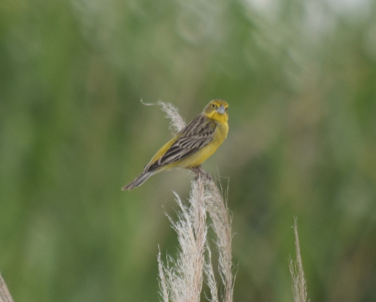Grassland Yellow-Finch - ML645780260