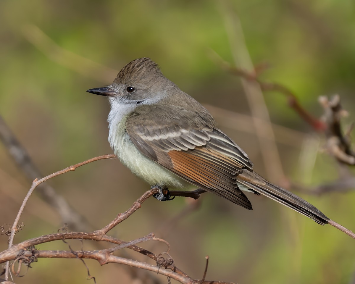 Ash-throated Flycatcher - ML645780270