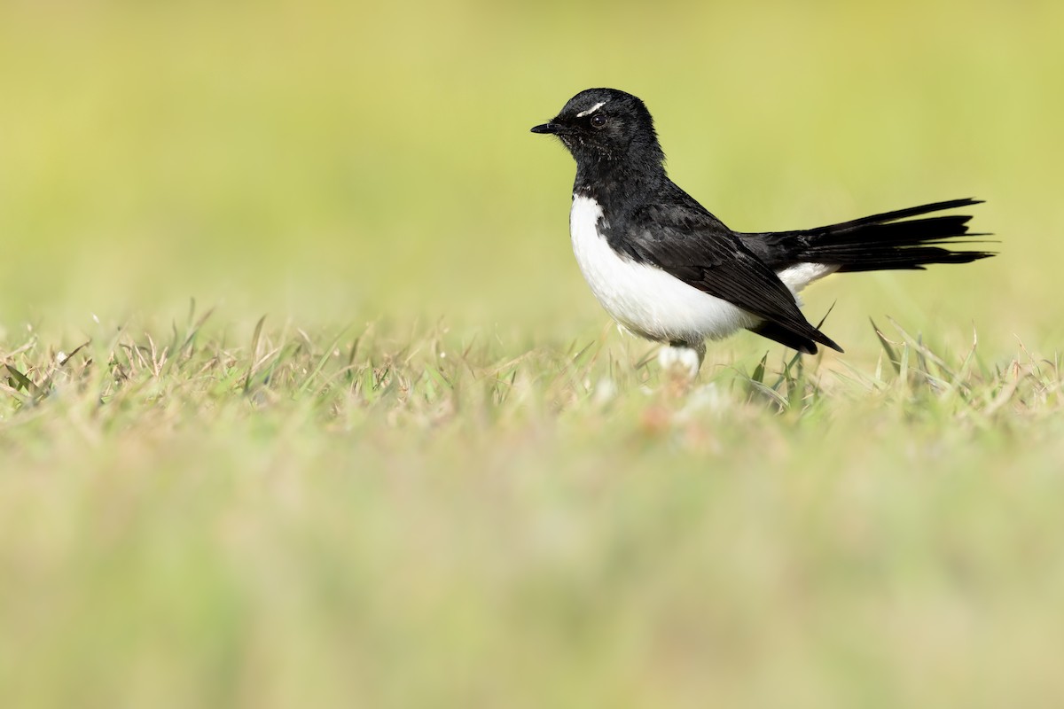 Willie-wagtail - ML645780272