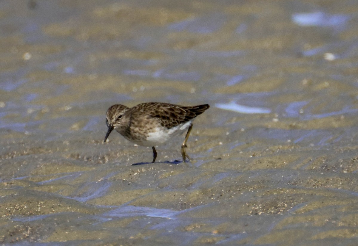 Least Sandpiper - ML645780293