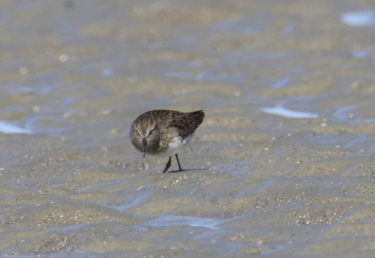 Least Sandpiper - ML645780294