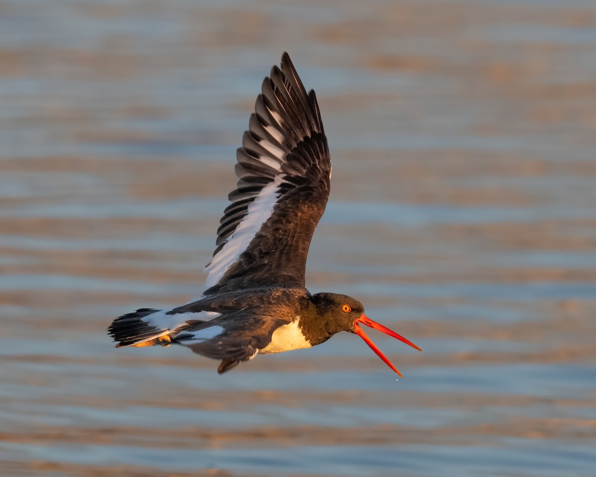 American Oystercatcher - ML645780298