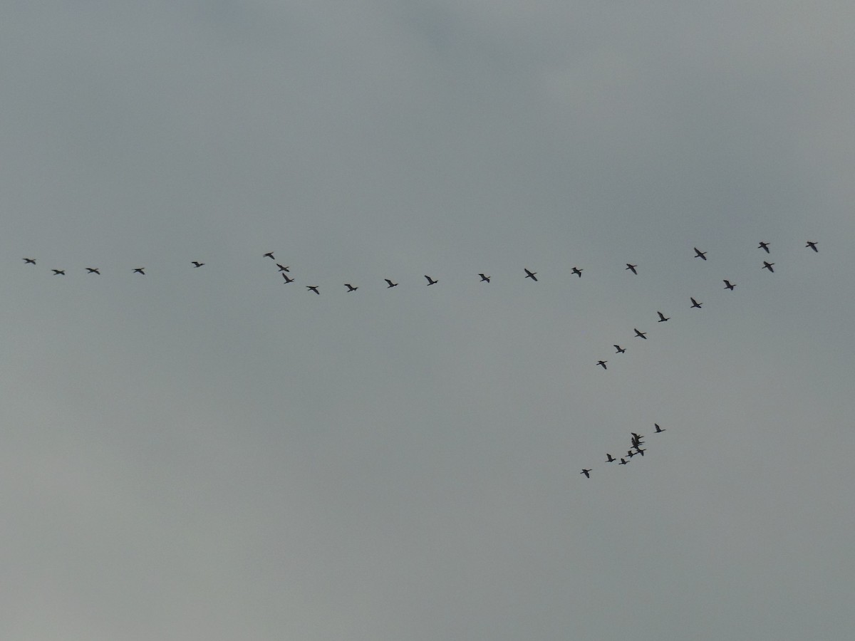 Double-crested Cormorant - ML645780302