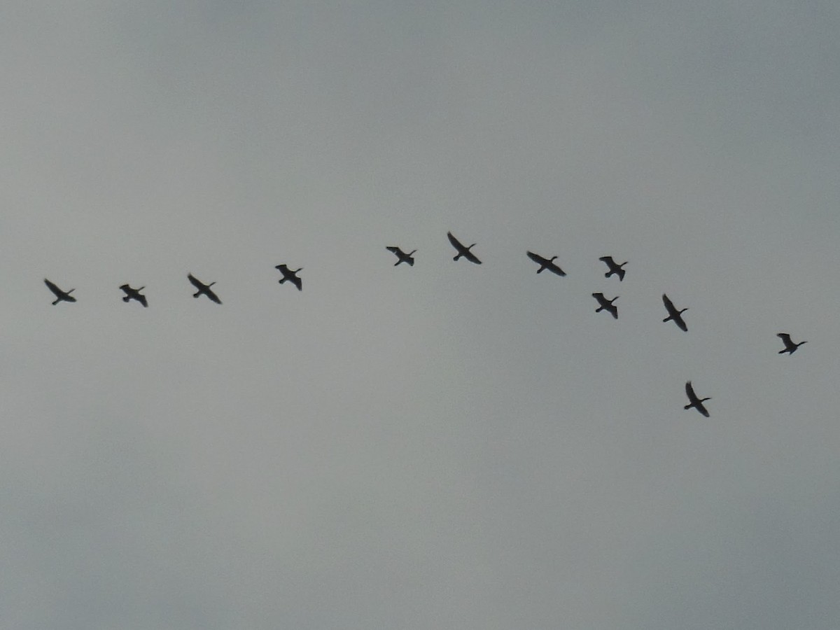 Double-crested Cormorant - ML645780303