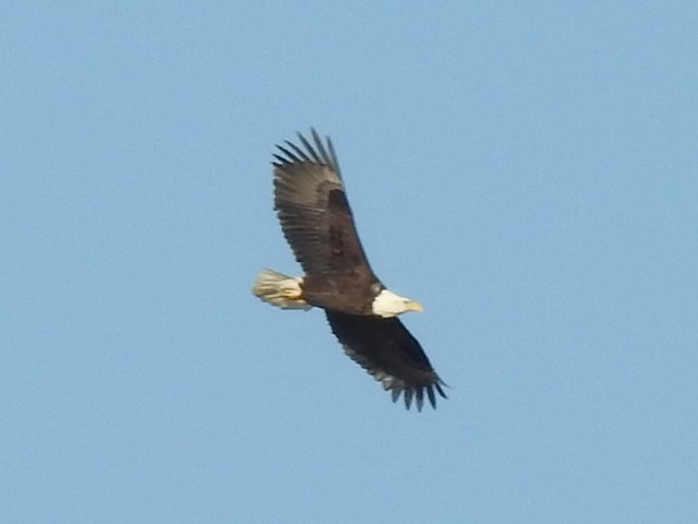 Bald Eagle - ML645780313