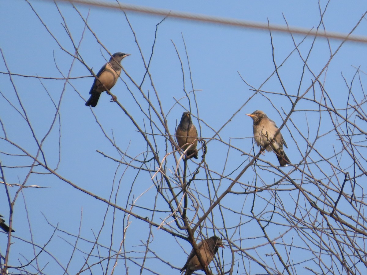 Rosy Starling - ML645780316