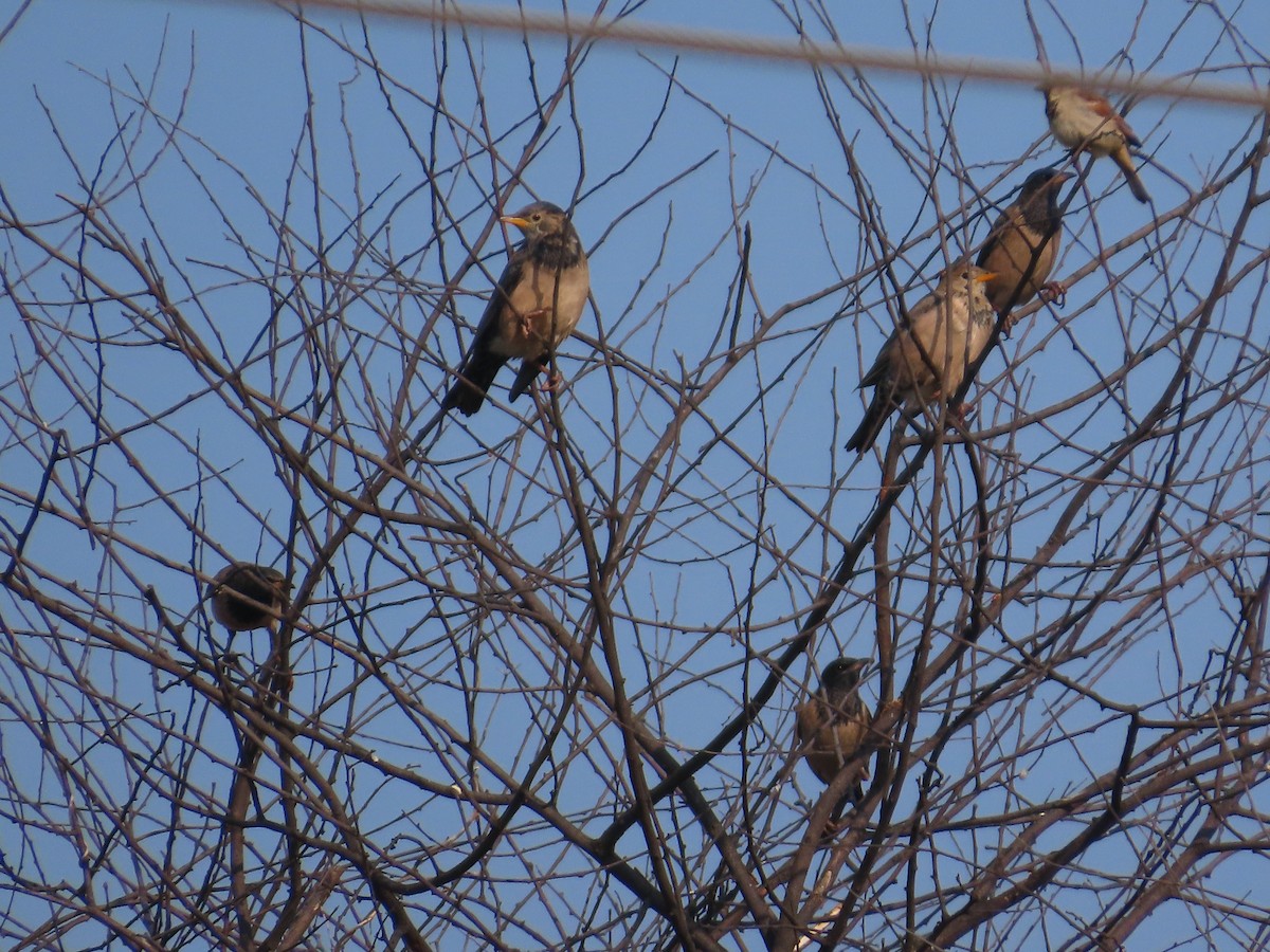 Rosy Starling - ML645780317