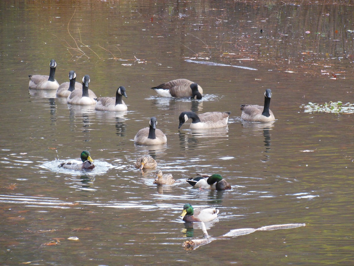 綠頭鴨 - ML645780323