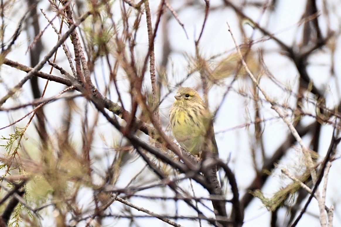 European Serin - ML645780325