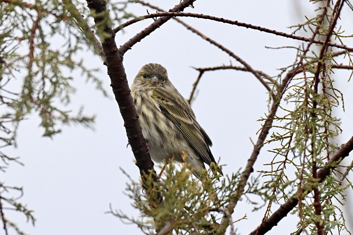 European Serin - ML645780326