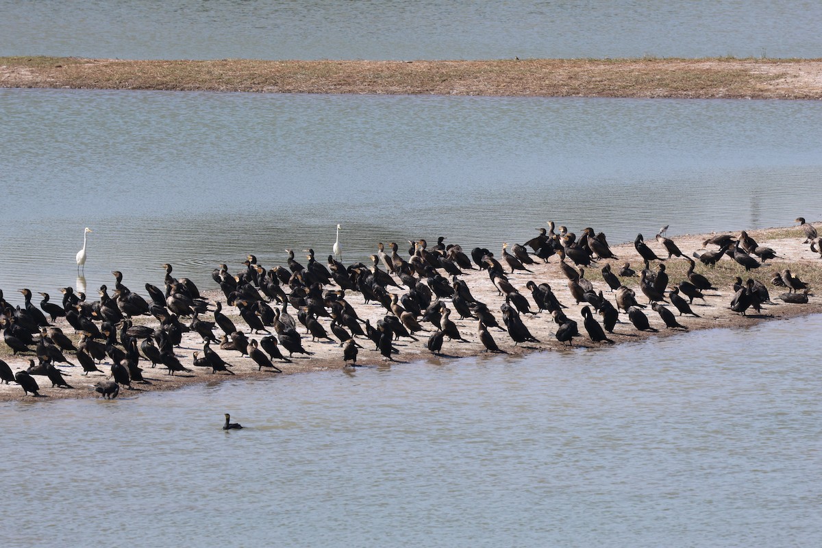 鸕鷀 - ML645780328