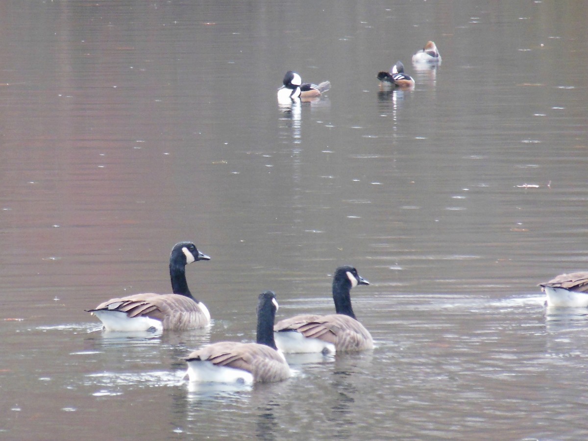 Hooded Merganser - ML645780329